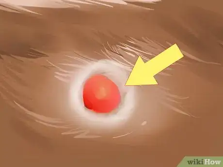Imagen titulada Diagnose and Treat Blood Blisters in Cats Step 2