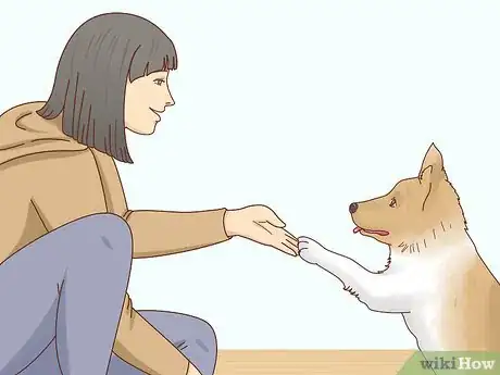 Imagen titulada Care for a Border Collie Step 8