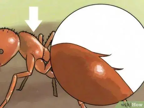Imagen titulada Identify Ants Step 8