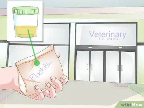 Imagen titulada Get a Urine Sample from a Male Dog Step 8