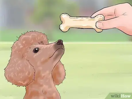 Imagen titulada Care for a Toy Poodle Step 25