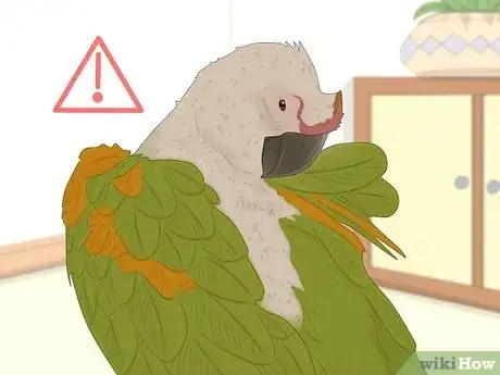 Imagen titulada Feed a Conure Step 11
