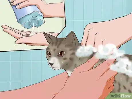 Imagen titulada Clean Your Cat When He Can't Do It Himself Step 31