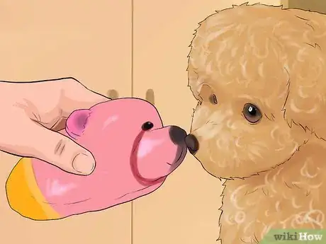 Imagen titulada Care for a Toy Poodle Step 27