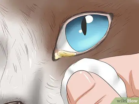 Imagen titulada Clean Your Cat When He Can't Do It Himself Step 12