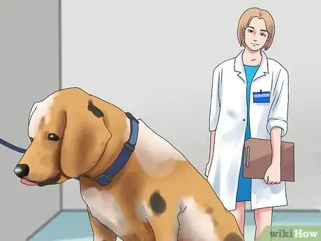 Imagen titulada Treat Acid Reflux in Dogs Step 13