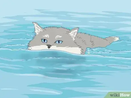 Imagen titulada Identify a Norwegian Forest Cat Step 9