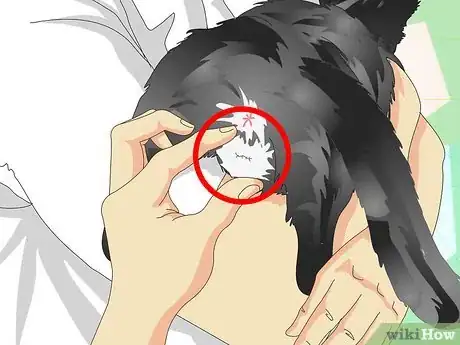 Imagen titulada Tell If a Cat Is Neutered Step 3