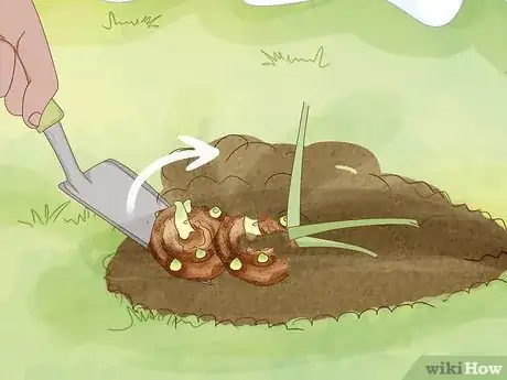Imagen titulada Winterize Calla Lily Bulbs Step 2