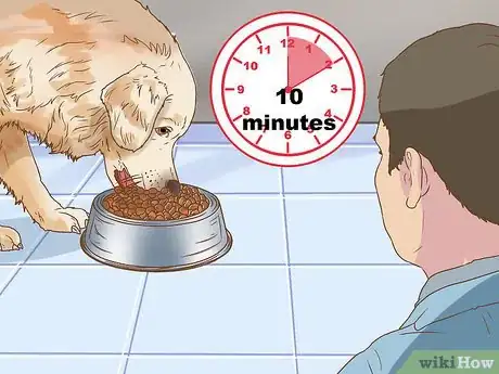 Imagen titulada Keep Birds Away from Dog Food Step 2