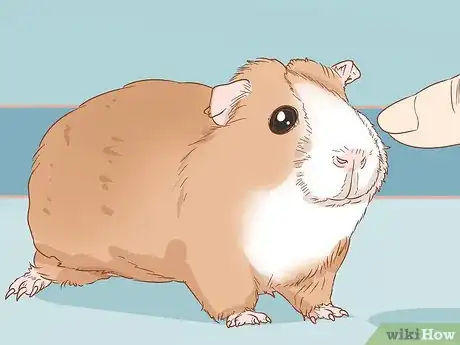 Imagen titulada Help Your Guinea Pig Adjust to You Step 8