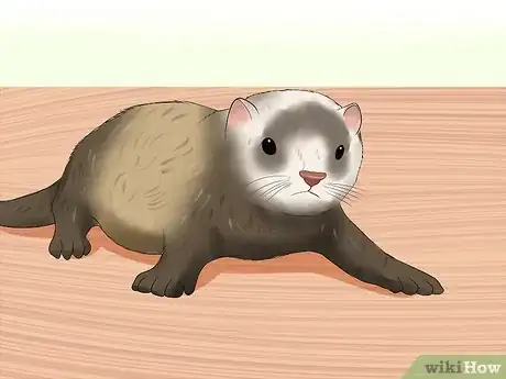 Imagen titulada Train a Ferret Not to Bite Step 6