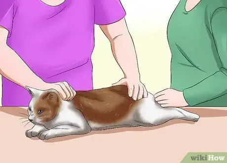 Imagen titulada Give a Cat an Enema at Home Step 4