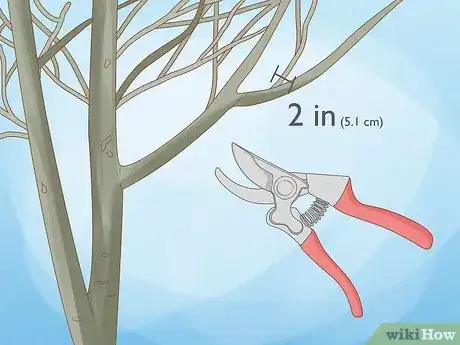 Imagen titulada Prune Walnut Trees Step 10