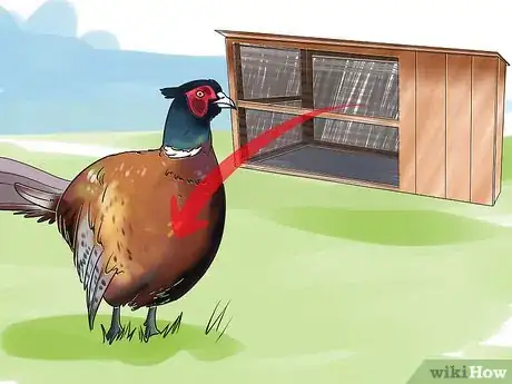 Imagen titulada Breed and Incubate Pheasants Step 20