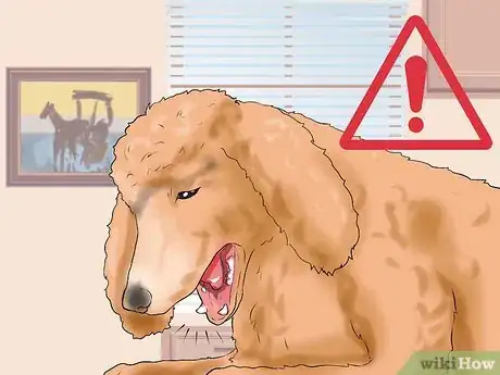 Imagen titulada Care for a Toy Poodle Step 22