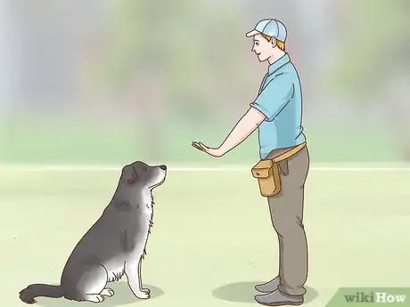Imagen titulada Care for a Border Collie Step 9