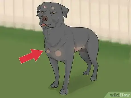 Imagen titulada Tell if a Dog Is Going to Attack Step 2