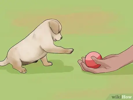 Imagen titulada Buy a Labrador Retriever Puppy Step 12