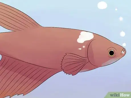 Imagen titulada Cure Betta Fish Diseases Step 4