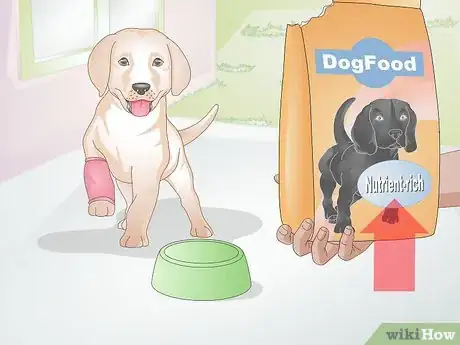 Imagen titulada Feed a Dog Step 15