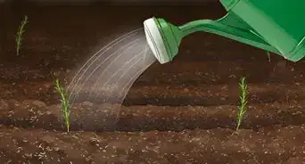 cultivar romero desde que es una semilla