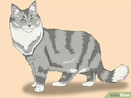 Imagen titulada Identify a Norwegian Forest Cat Step 4