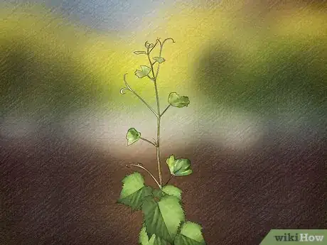 Imagen titulada Start a Vineyard Step 10