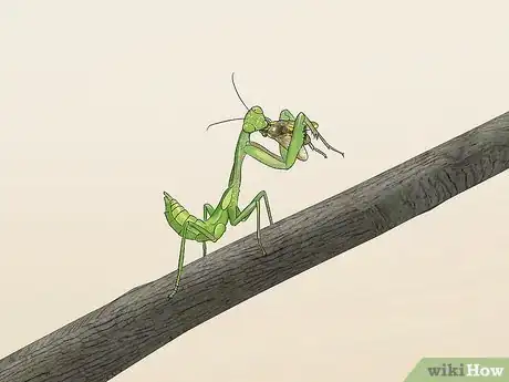 Imagen titulada Take Care of a Praying Mantis Step 8