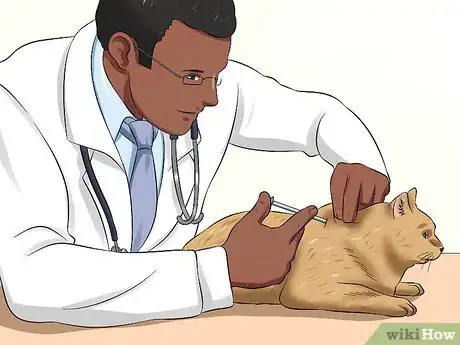 Imagen titulada Diagnose Feline Panleukopenia (Distemper) Step 7