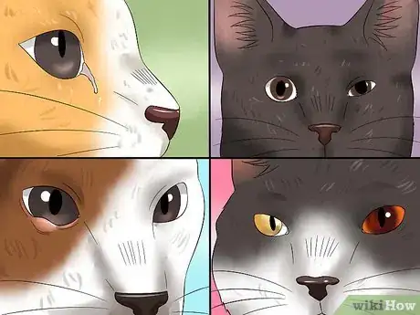Imagen titulada Treat Conjunctivitis in Cats Step 11