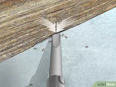Imagen titulada Kill Carpenter Ants Step 6