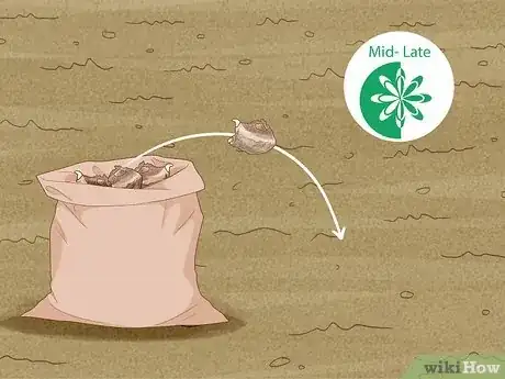 Imagen titulada Winterize Calla Lily Bulbs Step 8