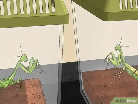 Imagen titulada Take Care of a Praying Mantis Step 6