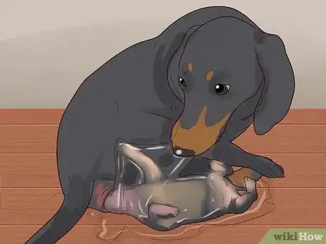 Imagen titulada Breed Dachshunds Step 16