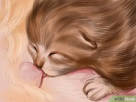 Imagen titulada Introduce Solid Food to Kittens Step 1