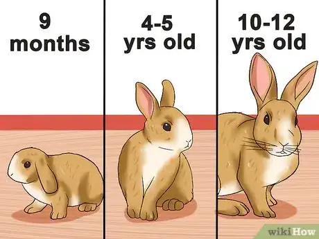 Imagen titulada Tell the Age of a Rabbit Step 1
