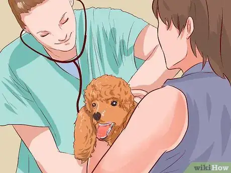 Imagen titulada Care for a Toy Poodle Step 13