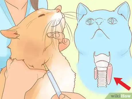 Imagen titulada Treat Hoarseness in Cats Step 5