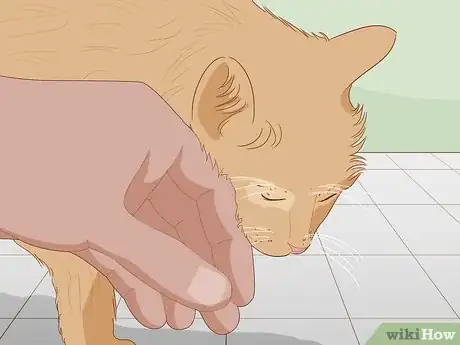 Imagen titulada Pet a Cat Step 4