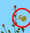 podar un rosal