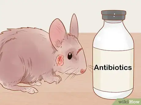 Imagen titulada Spot Signs of Illness in Chinchillas Step 14