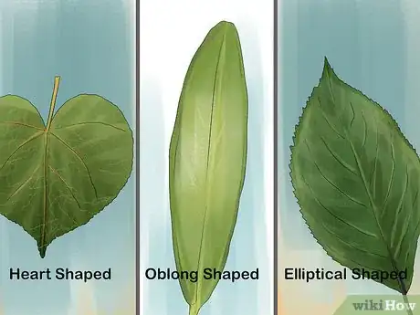 Imagen titulada Identify Trees by Leaves Step 3