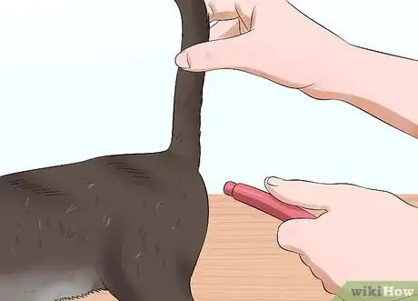 Imagen titulada Give a Cat an Enema at Home Step 9