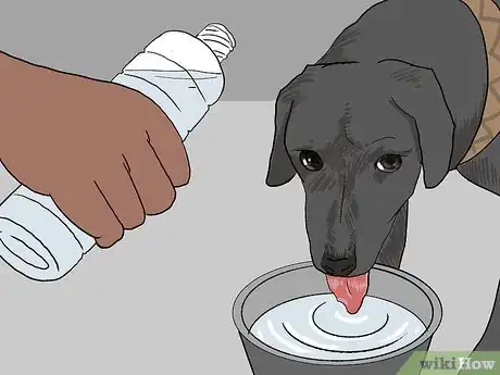 Imagen titulada Treat a Panting Dog Step 2