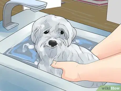 Imagen titulada Care for a Maltese Dog Step 6