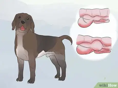 Imagen titulada Give a Dog an Enema Step 4