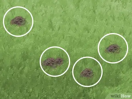 Imagen titulada Kill Sod Webworms Step 6