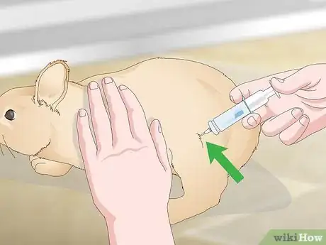 Imagen titulada Determine Whether to Have Your Rabbit Neutered Step 10