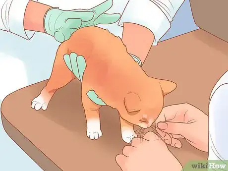 Imagen titulada Treat Hoarseness in Cats Step 6